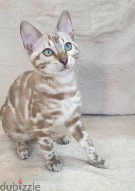 Kitten female Bengal mink from Russia 6