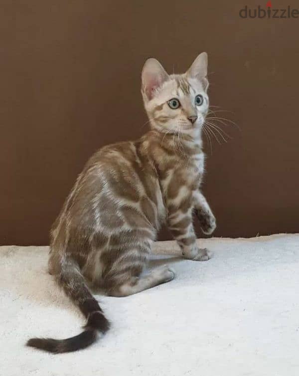 Kitten female Bengal mink from Russia 7