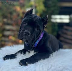 Amazing cane Corso female puppy from Russia 0