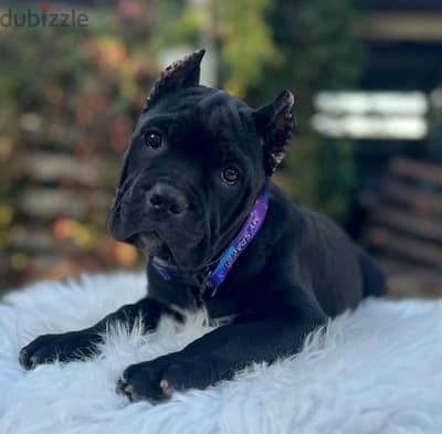 Amazing cane Corso female puppy from Russia