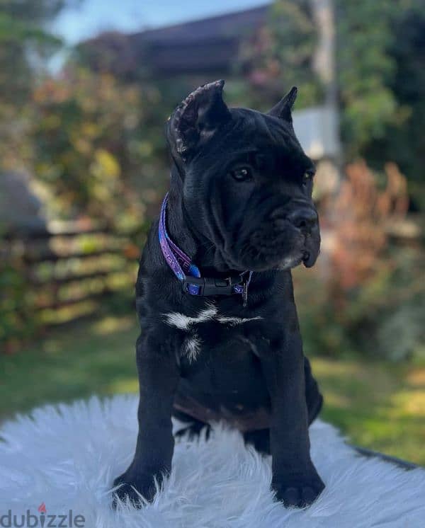 Amazing cane Corso female puppy from Russia 1