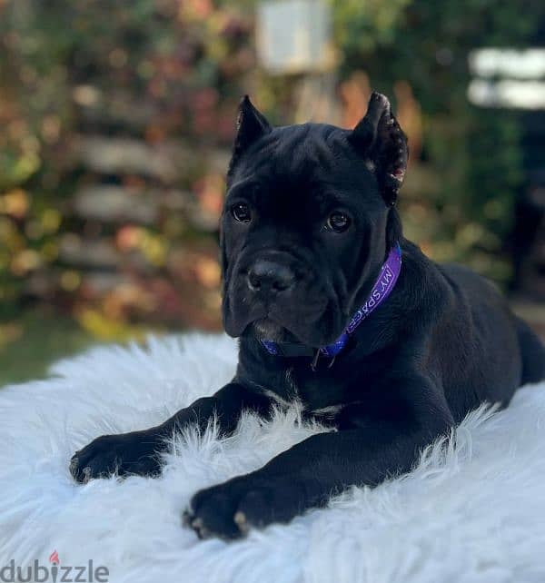 Amazing cane Corso female puppy from Russia 2