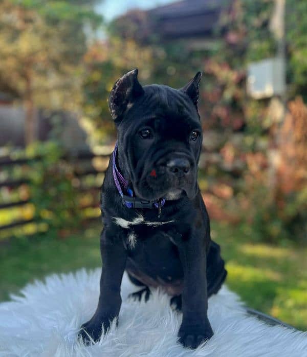 Amazing cane Corso female puppy from Russia 3