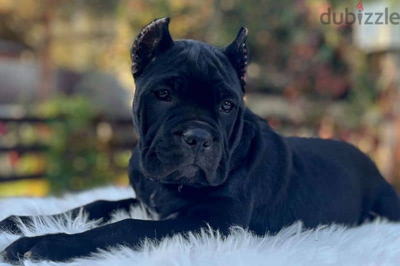 Amazing cane Corso female puppy from Russia 4