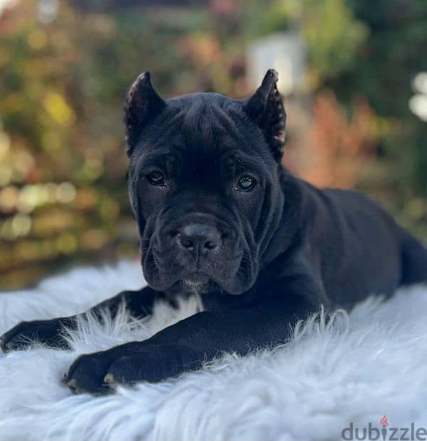 Amazing cane Corso female puppy from Russia 5