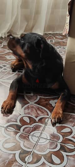 rottweiler American male 0