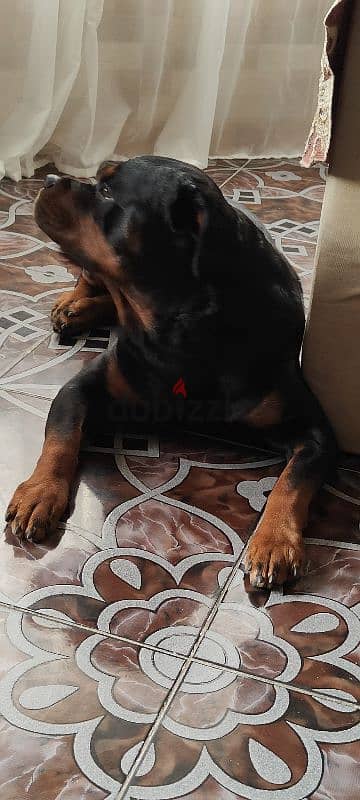 rottweiler American male