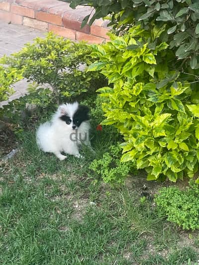 pomernien tea-cup puppy