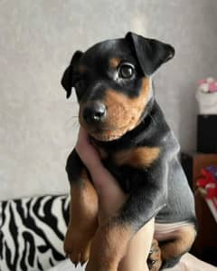 Miniature pinscher puppy from Russia Boy and girl 0