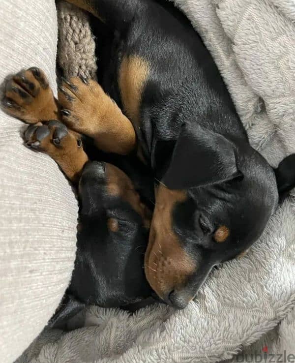 Miniature pinscher puppy from Russia Boy and girl 1