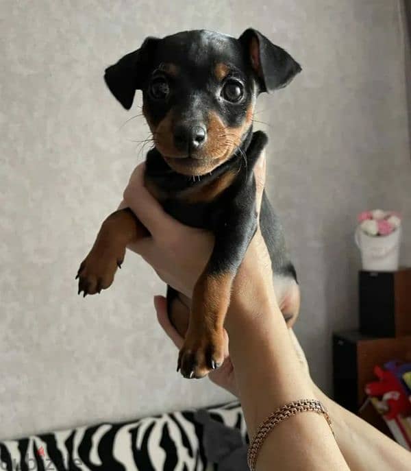 Miniature pinscher puppy from Russia Boy and girl 2