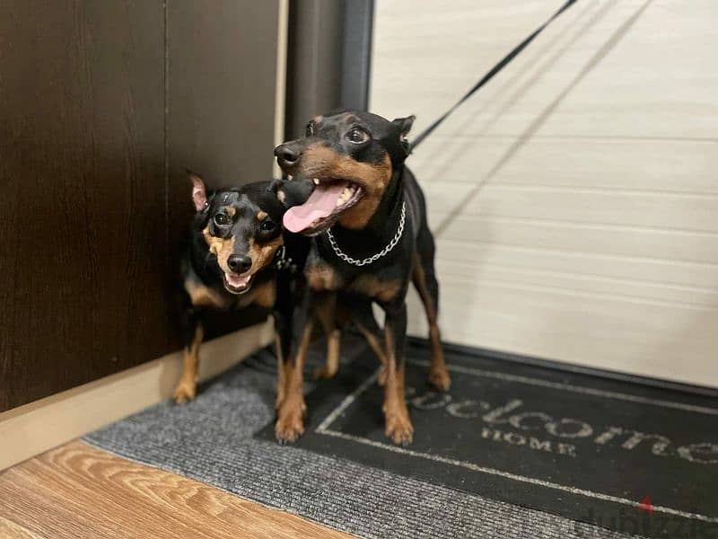 Miniature pinscher puppy from Russia Boy and girl 3