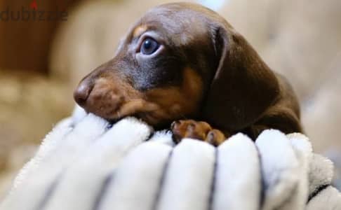 rabbit dachshund puppy boy from Russia