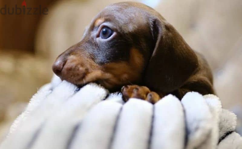 rabbit dachshund puppy boy from Russia 0