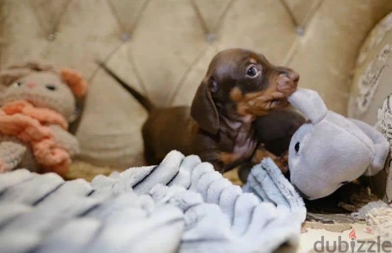 rabbit dachshund puppy boy from Russia 1