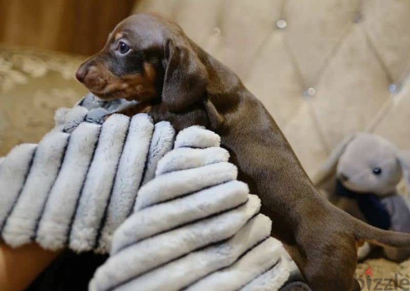 rabbit dachshund puppy boy from Russia 2