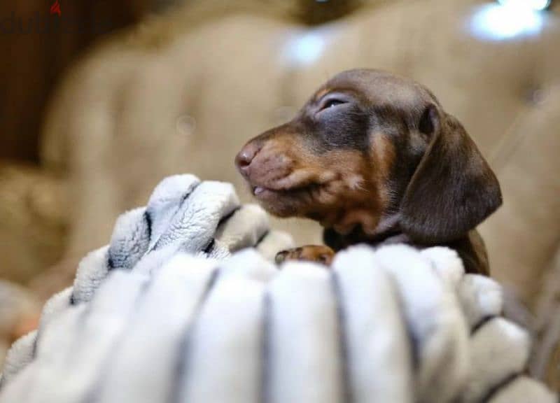 rabbit dachshund puppy boy from Russia 3