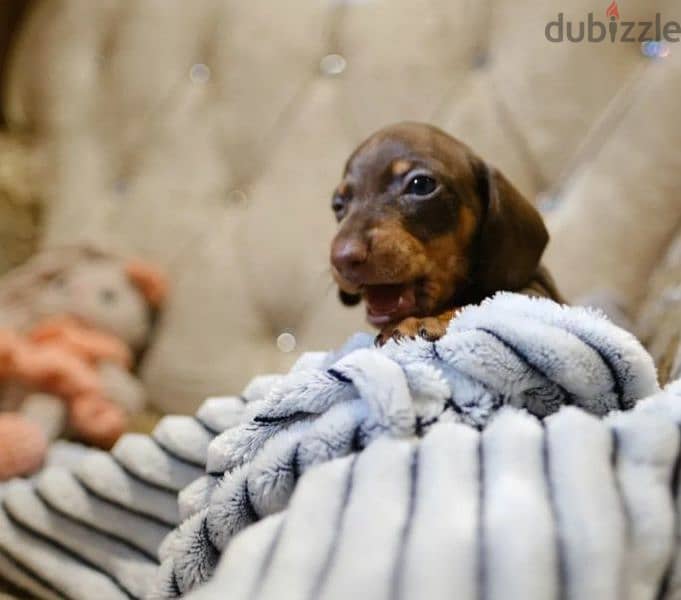 rabbit dachshund puppy boy from Russia 4