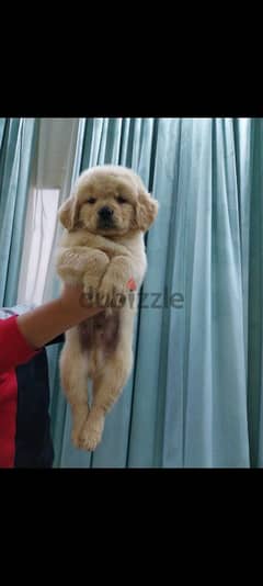 Golden retriever puppies high premium quality long hair جولدن ريتريفير 0