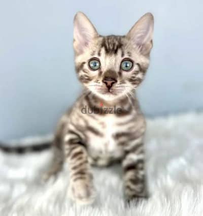 Bengal