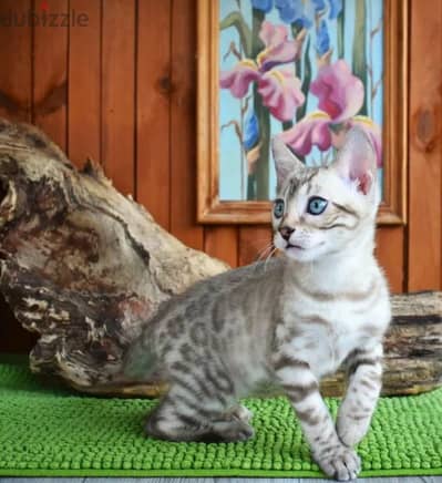 snow Bengal cat mink from Russia