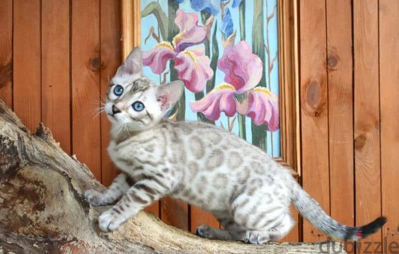 snow Bengal cat mink from Russia 1