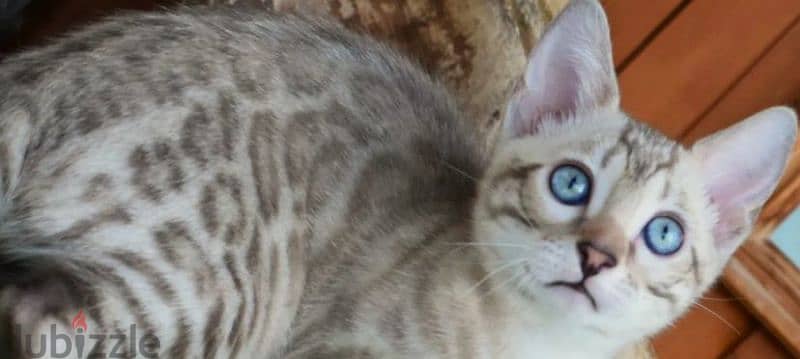 snow Bengal cat mink from Russia 2