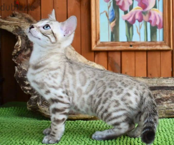 snow Bengal cat mink from Russia 3