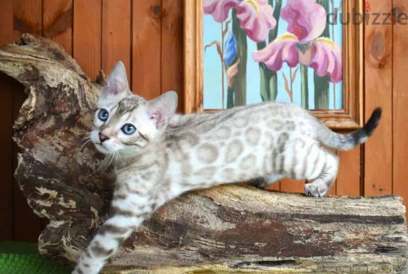 snow Bengal cat mink from Russia 4