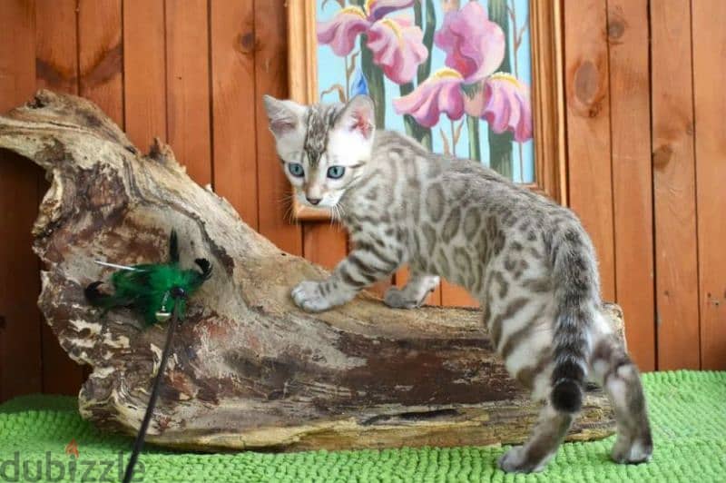 snow Bengal cat mink from Russia 5