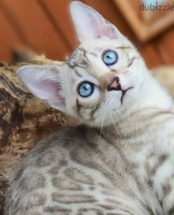 snow Bengal cat mink from Russia 6