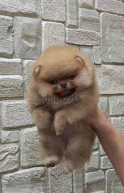 Female mini Pomeranian from Russia