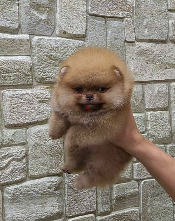 Female mini Pomeranian from Russia 1