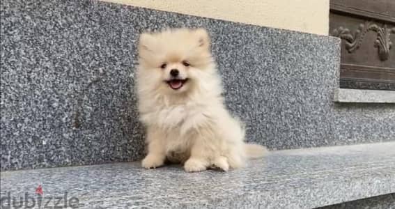 Pomeranian