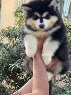 giant Alaskan malamute - الاسكا مالموت 0