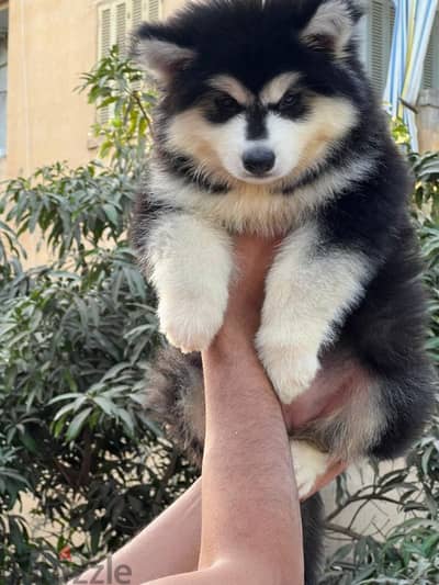 giant Alaskan malamute - الاسكا مالموت