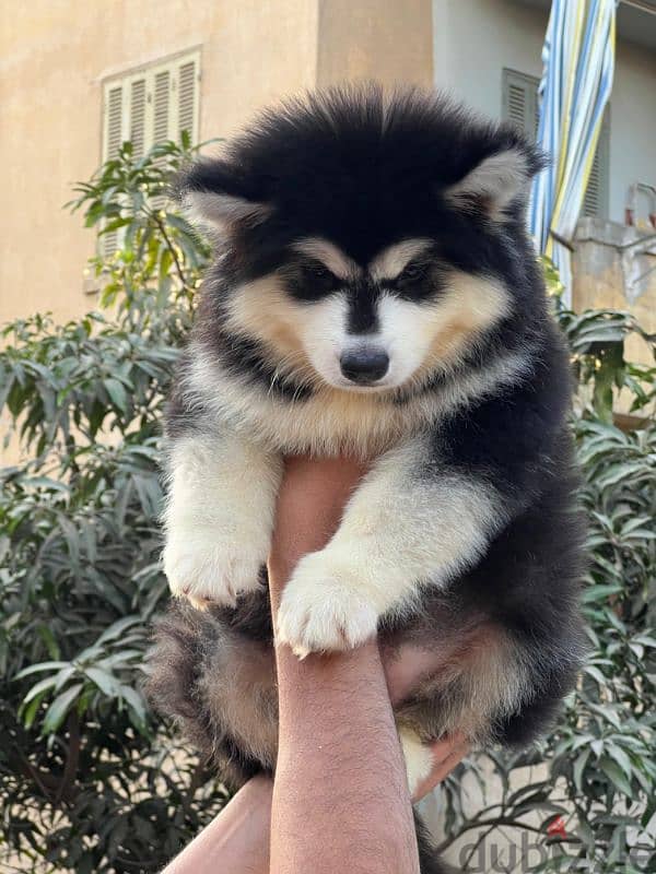 giant Alaskan malamute - الاسكا مالموت 1