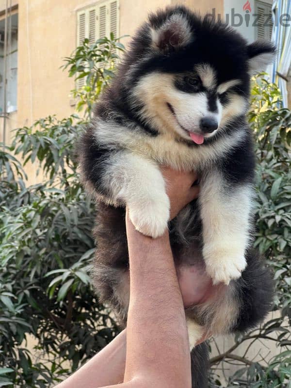 giant Alaskan malamute - الاسكا مالموت 2