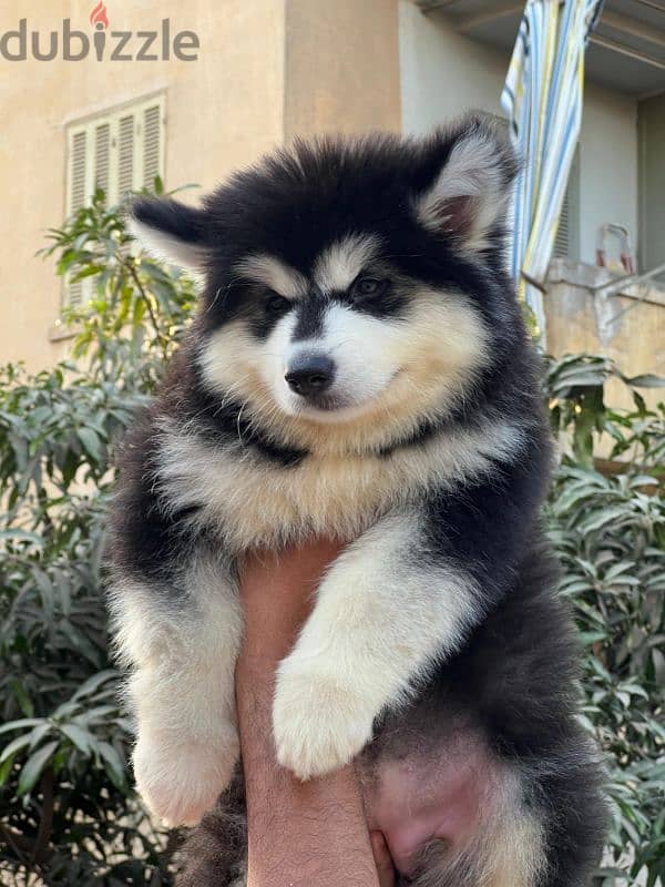 giant Alaskan malamute - الاسكا مالموت 3