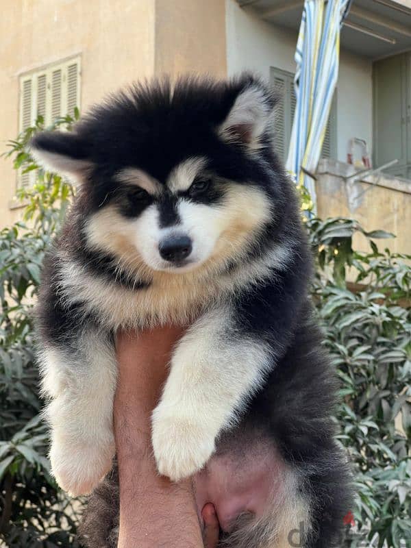 giant Alaskan malamute - الاسكا مالموت 4