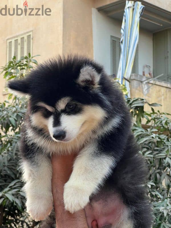 giant Alaskan malamute - الاسكا مالموت 6