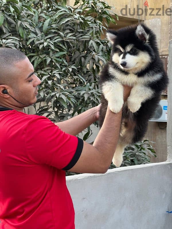 giant Alaskan malamute - الاسكا مالموت 7