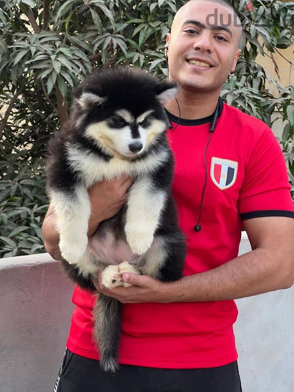 giant Alaskan malamute - الاسكا مالموت 8