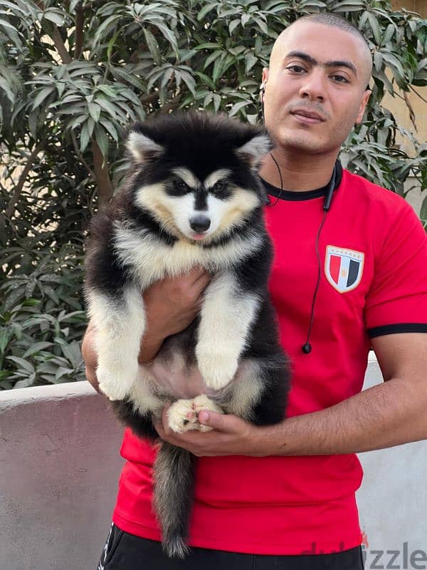 giant Alaskan malamute - الاسكا مالموت 9