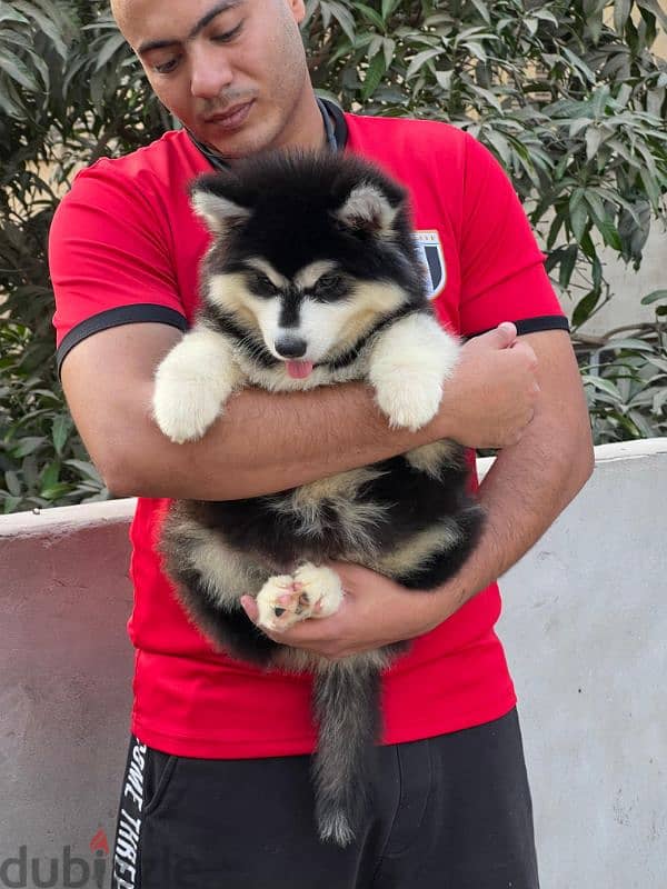 giant Alaskan malamute - الاسكا مالموت 10