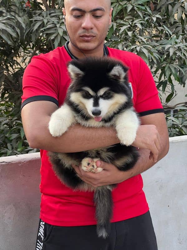 giant Alaskan malamute - الاسكا مالموت 11