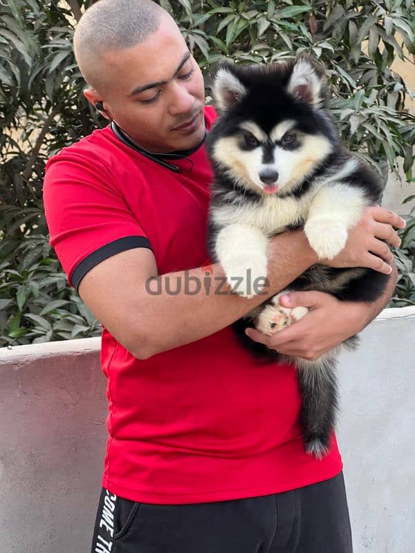 giant Alaskan malamute - الاسكا مالموت 12