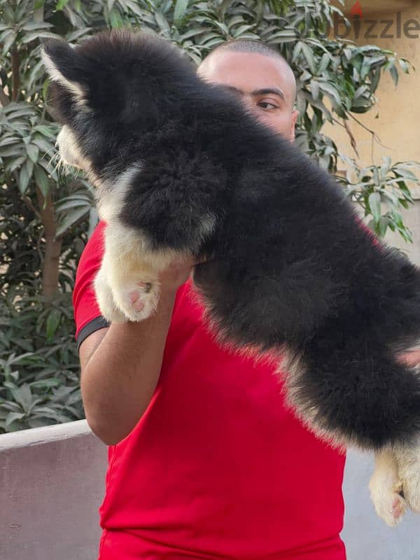 giant Alaskan malamute - الاسكا مالموت 13