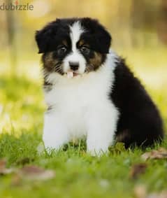 Australian shepherd puppy girl from Russia 0