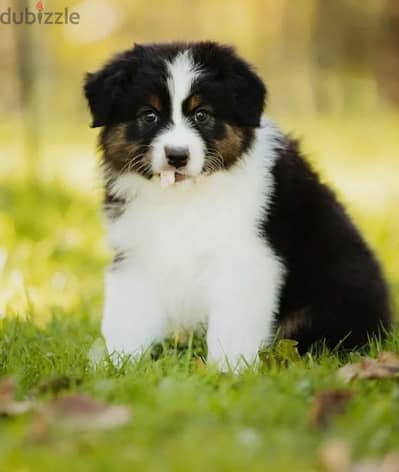 Australian shepherd puppy girl from Russia